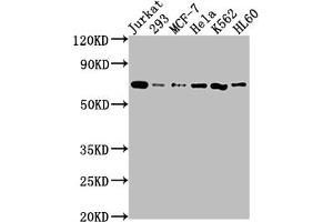 Western Blot Positive WB detected in: Jurkat whole cell lysate, 293 whole cell lysate, MCF-7 whole cell lysate, Hela whole cell lysate, K562 whole cell lysate, HL60 whole cell lysate All lanes: PTPN11 antibody at 1:2000 Secondary Goat polyclonal to rabbit IgG at 1/50000 dilution Predicted band size: 69, 53 kDa Observed band size: 69 kDa