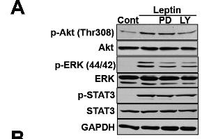 Involvement of PI3K in the leptin-induced expression of GRP78.