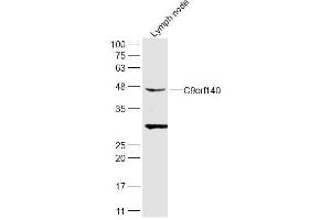 Rat lymph node lysates probed with C9orf140 Polyclonal Antibody, Unconjugated  at 1:300 dilution and 4˚C overnight incubation.