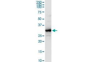 HADH MaxPab rabbit polyclonal antibody. (HADH Antikörper  (AA 1-314))