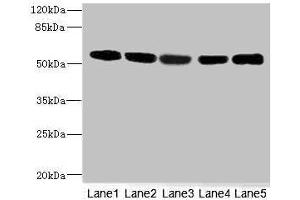 Western blot All lanes: FRKantibody at 3. (FRK Antikörper  (AA 1-220))