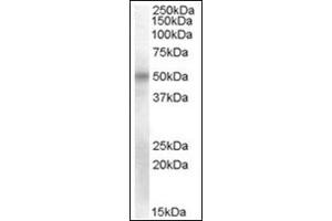 Staining of Human Umbilical Cord lysate (35µg protein in RIPA buffer) using OCT6 antibody at 2 µg/ml. (POU3F1 Antikörper  (Internal Region))