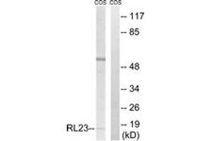 Western blot analysis of extracts from COS7 cells, using RPL23 Antibody. (RPL23 Antikörper  (AA 51-100))