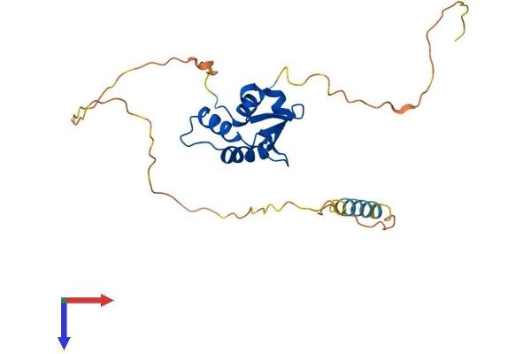 SPIC Protein (AA 1-242) (His tag)