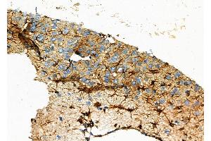 ABIN6257365 and ABIN6273845 at 1/100 staining Rat brain tissue by IHC-P. (OR51A1P Antikörper  (N-Term))