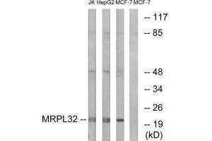 Western blot analysis of extracts from Jurkat cells, MCF-7 cells and HepG2 cells, using MRPL32 antibody. (MRPL32 Antikörper)