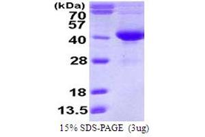 SDS-PAGE (SDS) image for Serine Dehydratase-Like (SDSL) (AA 1-329) protein (His tag) (ABIN7529184)