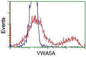 HEK293T cells transfected with either RC212185 overexpress plasmid (Red) or empty vector control plasmid (Blue) were immunostained by anti-VWA5A antibody (ABIN2453786), and then analyzed by flow cytometry. (VWA5A Antikörper)