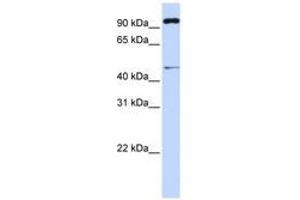 Image no. 1 for anti-Tripartite Motif Containing 15 (TRIM15) (AA 288-337) antibody (ABIN6741427) (TRIM15 Antikörper  (AA 288-337))