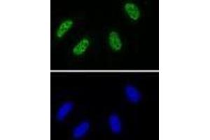 RNA Pol II CTD phospho Tyr1 antibody (rAb) tested by Immunofluorescence. (Rekombinanter Rpb1 CTD Antikörper  (pTyr1))