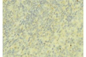 ABIN6276737 at 1/100 staining Mouse liver tissue by IHC-P. (Coagulation Factor IX Antikörper  (C-Term))