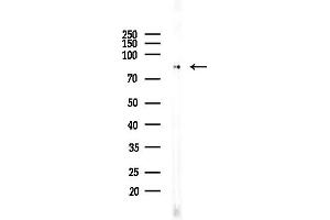anti-Leukocyte Receptor Cluster (LRC) Member 8 (LENG8) (Internal Region) antibody