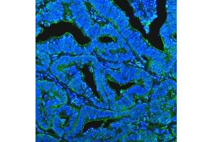 IF analysis of CD13/Anpep using anti-CD13/Anpep antibody (ABIN7602222). (CD13 Antikörper  (AA 642-965))