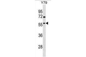 Western Blotting (WB) image for anti-TATA Box Binding Protein (TBP)-Associated Factor, RNA Polymerase I, A, 48kDa (TAF1A) (AA 67-97), (N-Term) antibody (ABIN955065)