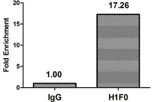 Chromatin Immunoprecipitation Hela (4*10 6 ) were treated with Micrococcal Nuclease, sonicated, and immunoprecipitated with 5 μg anti-H1F0 (nme1HU) or a control normal rabbit IgG. (Histone H1-Like (LOC107807853) Antikörper)