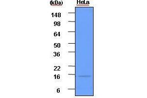 Cell lysates of HeLa(each 50 ug) were resolved by SDS-PAGE, transferred to PVDF membrane and probed with anti-human ISG15 (1:1,000). (ISG15 Antikörper  (AA 1-157))