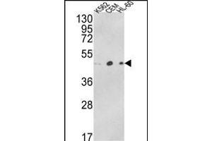 Western blot analysis of ACTR3B Antibody (C-term) (ABIN652480 and ABIN2842327) in K562, CEM, HL-60 cell line lysates (35 μg/lane). (ACTR3B Antikörper  (C-Term))