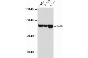 Western Blotting (WB) image for anti-X-Ray Repair Complementing Defective Repair in Chinese Hamster Cells 5 (Double-Strand-Break Rejoining) (XRCC5) antibody (ABIN7271406)