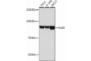 Western blot analysis of extracts of various cell lines, using Ku80 Rabbit mAb (ABIN7271406) at 1:1000 dilution. (XRCC5 Antikörper)