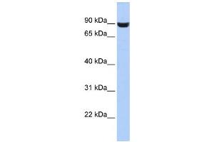 Western Blotting (WB) image for anti-Leucine Rich Repeat and Fibronectin Type III Domain Containing 5 (LRFN5) antibody (ABIN2459610)