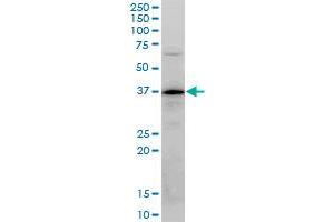 PLSCR3 monoclonal antibody (M04), clone 4F5. (PLSCR3 Antikörper  (AA 1-295))