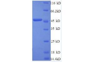 Interferon, beta 1, Fibroblast (IFNB1) (AA 22-187), (full length) protein (GST tag) (IFNB1 Protein (AA 22-187, full length) (GST tag))