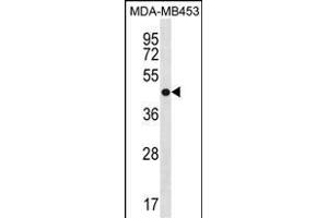 ANXA13 Antibody (N-term) (ABIN1881061 and ABIN2838620) western blot analysis in MDA-M cell line lysates (35 μg/lane). (Annexin A13 Antikörper  (N-Term))