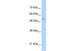 Western Blotting (WB) image for anti-Lecithin-Cholesterol Acyltransferase (LCAT) antibody (ABIN2462456) (LCAT Antikörper)