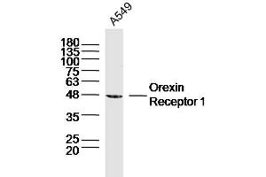 A549 lysates probed with Orexin Receptor 1 Polyclonal Antibody, Unconjugated  at 1:300 dilution and 4˚C overnight incubation. (HCRTR1 Antikörper  (AA 101-200))
