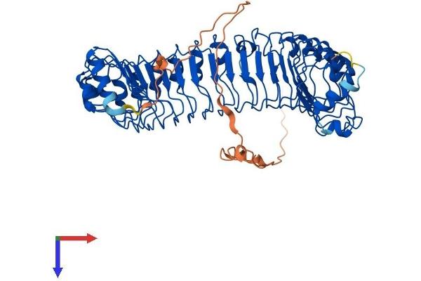SHoc2/Sur8 Protein (AA 1-582) (His tag)