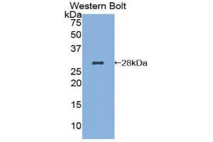 Western blot analysis of recombinant Human AIF. (AIF Antikörper  (AA 103-322))