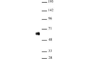 IRF-5 antibody (pAb) tested by Western blot Nuclear extract of THP-1 cells (20 μg) probed with IRF-5 antibody (1:500).