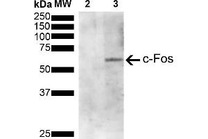 Western Blot analysis of Human Serum starved HeLa cells treated with PMA showing detection of 41 kDa c-fos protein using Mouse Anti-c-fos Monoclonal Antibody, Clone 4A3 (ABIN5650659). (c-FOS Antikörper  (AA 280-380) (PE))