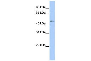 WB Suggested Anti-ERMAP Antibody Titration:  0. (ERMAP Antikörper  (Middle Region))