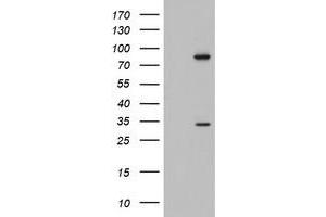 Western Blotting (WB) image for anti-Chromosome 3 Open Reading Frame 15 (C3orf15) (AA 1-313) antibody (ABIN2715592) (C3orf15 Antikörper  (AA 1-313))
