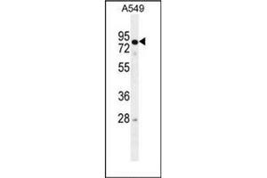 Western blot analysis of RAD17 Antibody  in A549 cell line lysates (35ug/lane). (RAD17 Antikörper  (Middle Region))