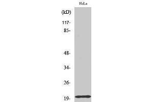 Western Blotting (WB) image for anti-Mitochondrial Import Receptor Subunit TOM20 homolog (TOMM20) (Internal Region) antibody (ABIN3177758) (TOMM20 Antikörper  (Internal Region))