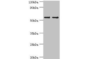 Western blot All lanes: SLC2A1 antibody at 6 μg/mL Lane 1: NIH/3T3 whole cell lysate Lane 2: Hela whole cell lysate Secondary Goat polyclonal to rabbit IgG at 1/10000 dilution Predicted band size: 54 kDa Observed band size: 54 kDa (GLUT1 Antikörper  (AA 210-310))