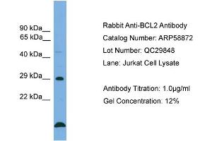 WB Suggested Anti-BCL2  Antibody Titration: 0. (Bcl-2 Antikörper  (Middle Region))