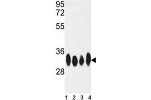 Western Blotting (WB) image for anti-ELAV (Embryonic Lethal, Abnormal Vision, Drosophila)-Like 1 (Hu Antigen R) (ELAVL1) antibody (ABIN3028633)