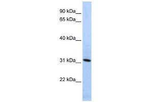 Synaptogyrin 4 antibody used at 1 ug/ml to detect target protein.