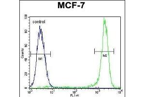 KSR2 Antibody (C-term) (ABIN655390 and ABIN2844938) flow cytometric analysis of MCF-7 cells (right histogram) compared to a negative control cell (left histogram). (KSR2 Antikörper  (C-Term))