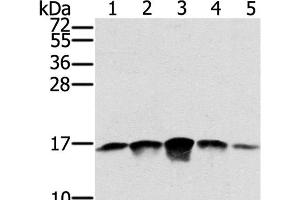 Western Blot analysis of PC3, A549, K562, A375 and hela cell using SSBP1 Polyclonal Antibody at dilution of 1:400 (SSBP1 Antikörper)