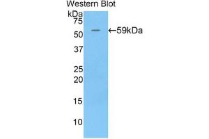 Western blot analysis of the recombinant protein. (CHGB Antikörper  (AA 40-326))