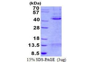 Image no. 1 for Induced Myeloid Leukemia Cell Differentiation Protein Mcl-1 (MCL1) protein (His tag) (ABIN1098214)