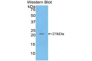 Western Blotting (WB) image for anti-Tumor Necrosis Factor alpha (TNF alpha) (AA 77-197) antibody (ABIN3201324)