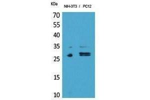 Western Blotting (WB) image for anti-Tumor Necrosis Factor Receptor Superfamily, Member 10c (TNFRSF10C) (Internal Region) antibody (ABIN6280790)