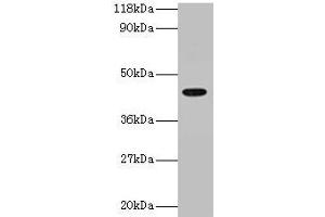 Western blot All lanes: ILF2 antibody at 2 μg/mL + 293T whole cell lysate Secondary Goat polyclonal to rabbit IgG at 1/15000 dilution Predicted band size: 44 kDa Observed band size: 44 kDa (ILF2 Antikörper  (AA 1-390))
