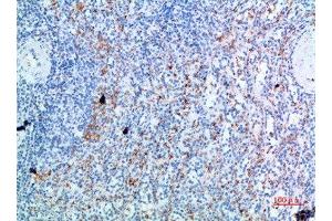 Immunohistochemical analysis of paraffin-embedded human-spleen, antibody was diluted at 1:200 (CD236/GYPC Antikörper  (AA 11-60))