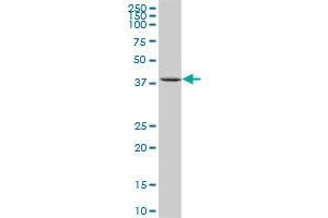 KIAA0247 MaxPab polyclonal antibody. (SUSD6/KIAA0247 Antikörper  (AA 1-303))